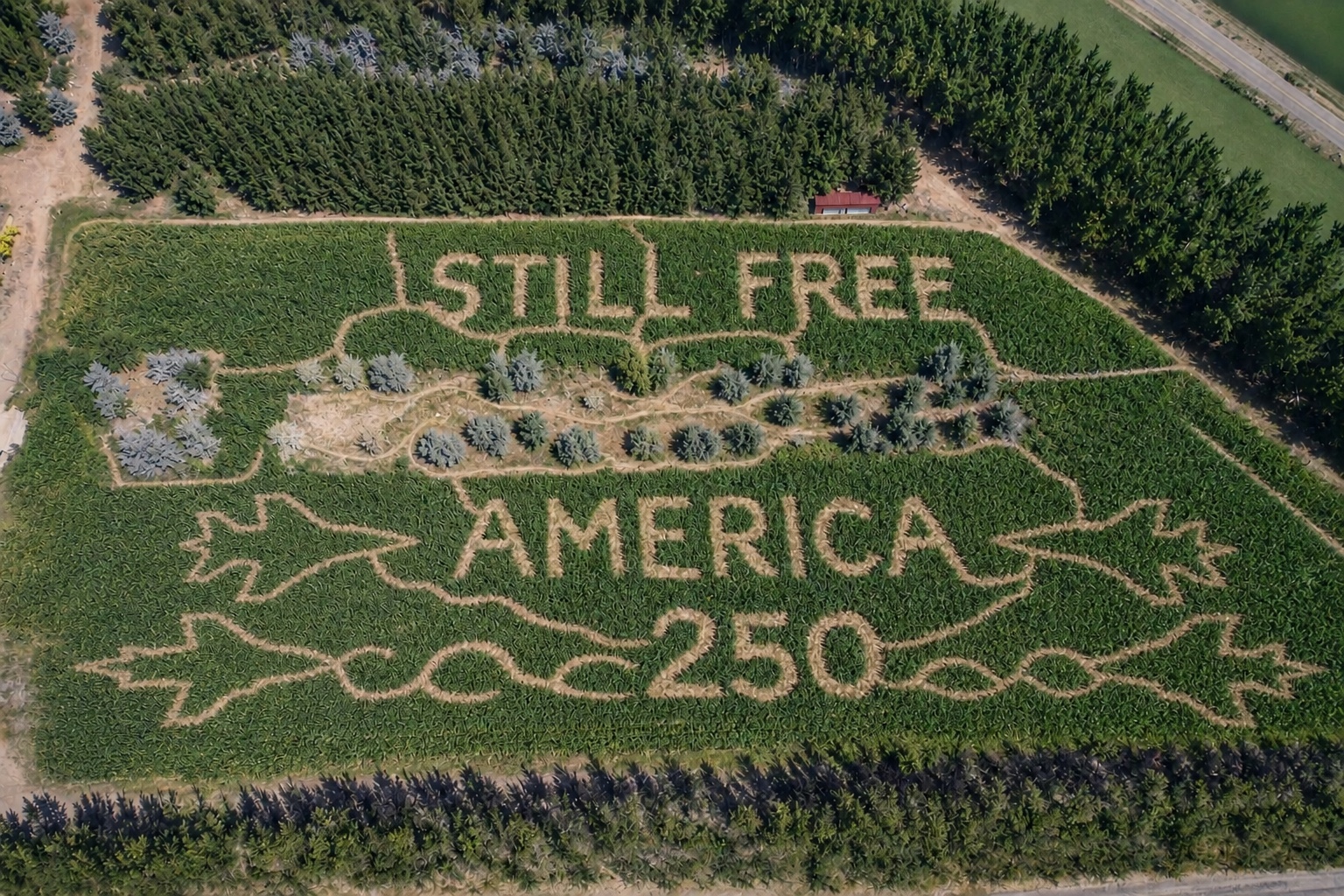 Aerial view of the Still Free America 250 corn maze design